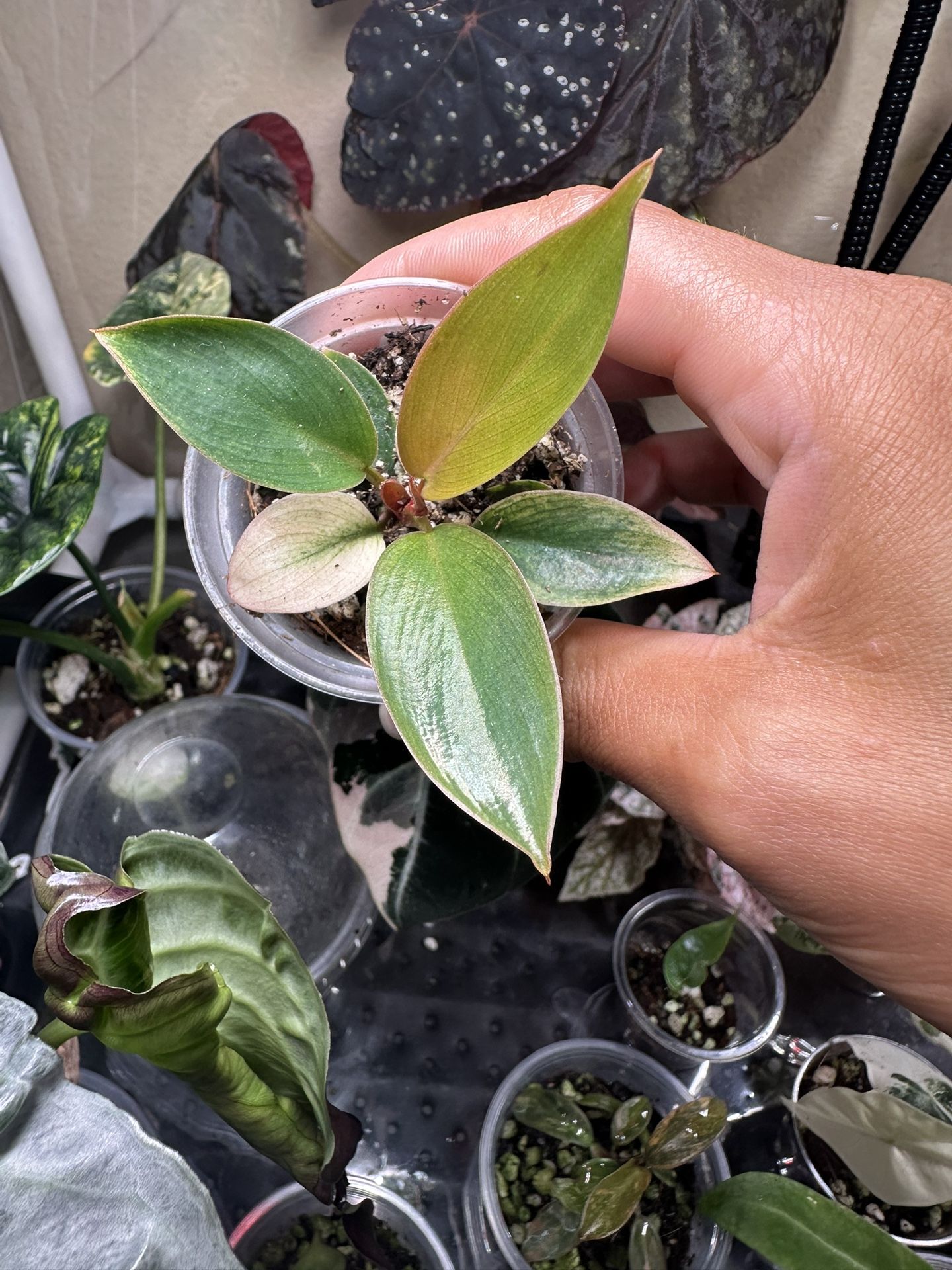 Red Congo Mint Philodendron