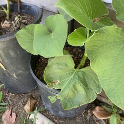 Yerba Santa 