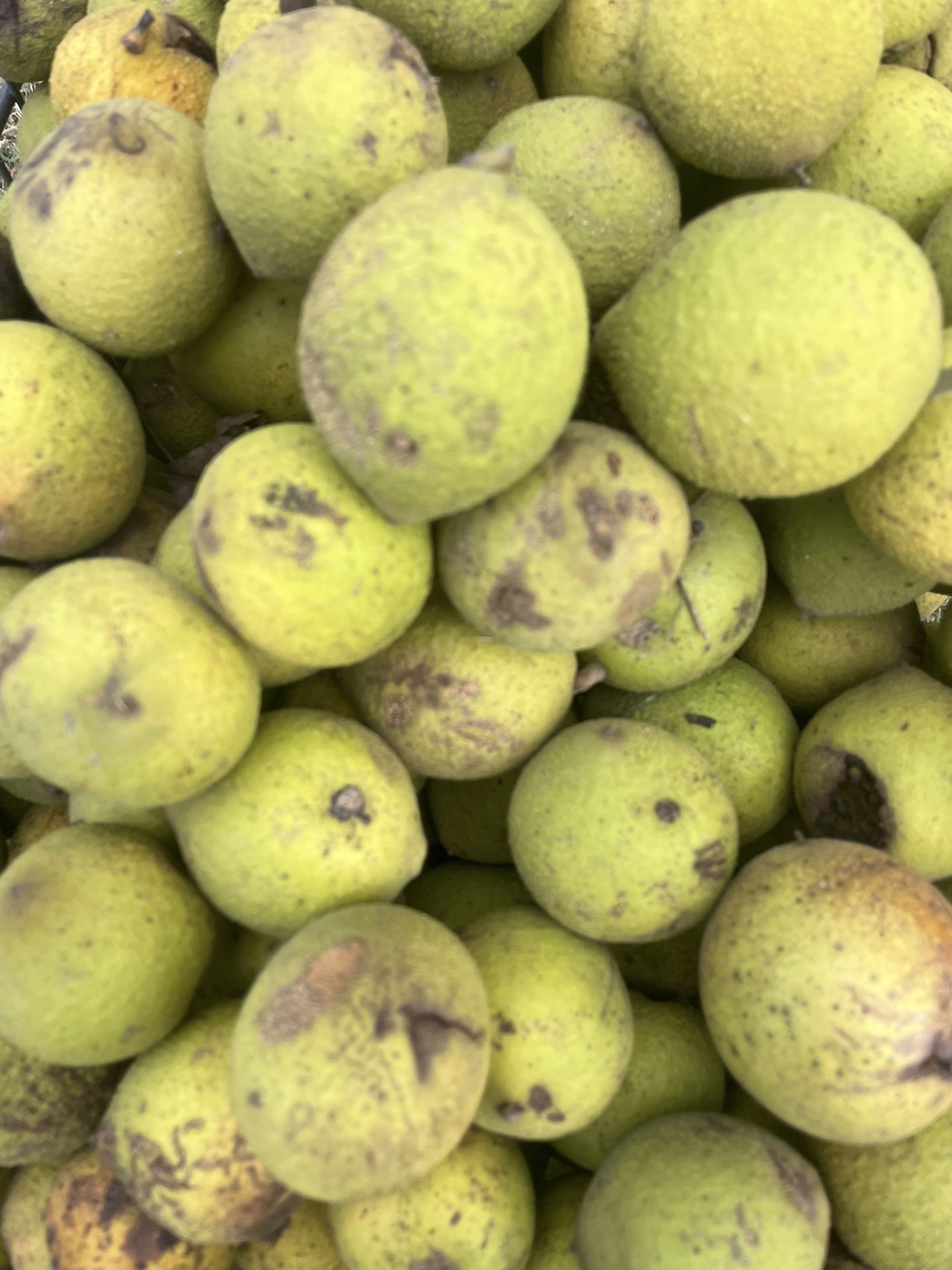 Organic Black Walnuts Already Cleaned And Cured! $3 Per Pound!