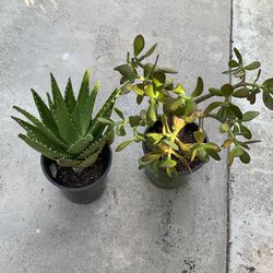 Various Plants 