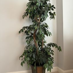 6.5 Ft - Artificial Ficus Tree