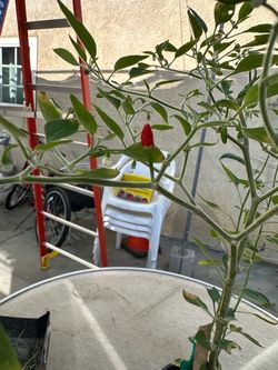 Plantas de Chile