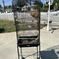 Bird Cage