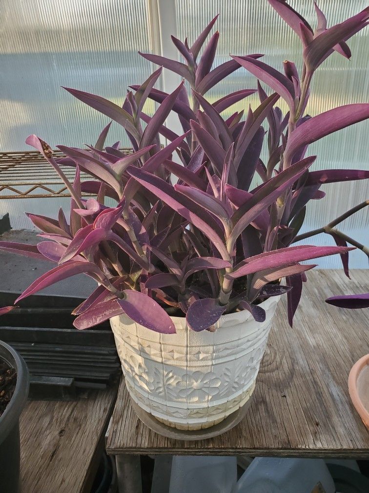 Setcreasea Plant