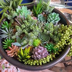 Succulent Collection : The Big Pot (Single Planter) @ Lasting Creations