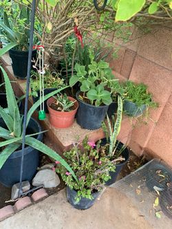 Moss Rose Aloe Vera  Snake Basil Alcatraz Green Foliage plants