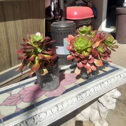Succulents 