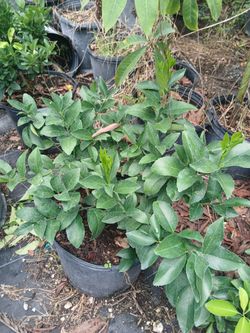 Citrus trees from $50🍋🍊🌳