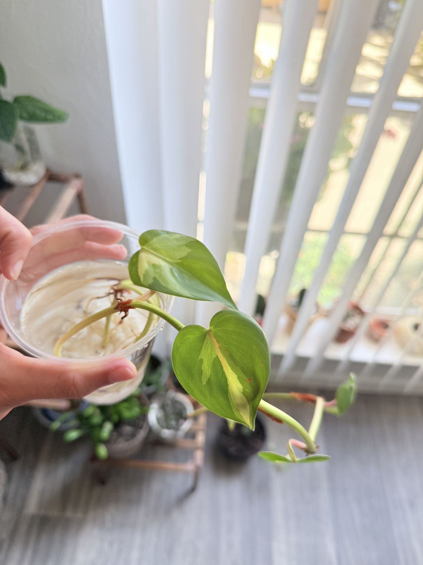 Plant 🌱 
