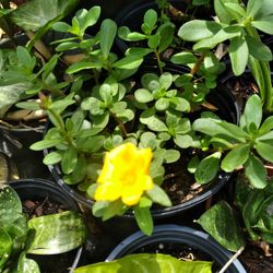 Portulaca Amarillo 
