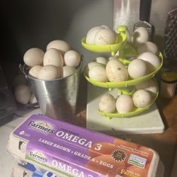 Fresh Duck Eggs