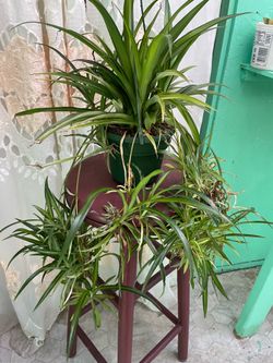 Spider plant