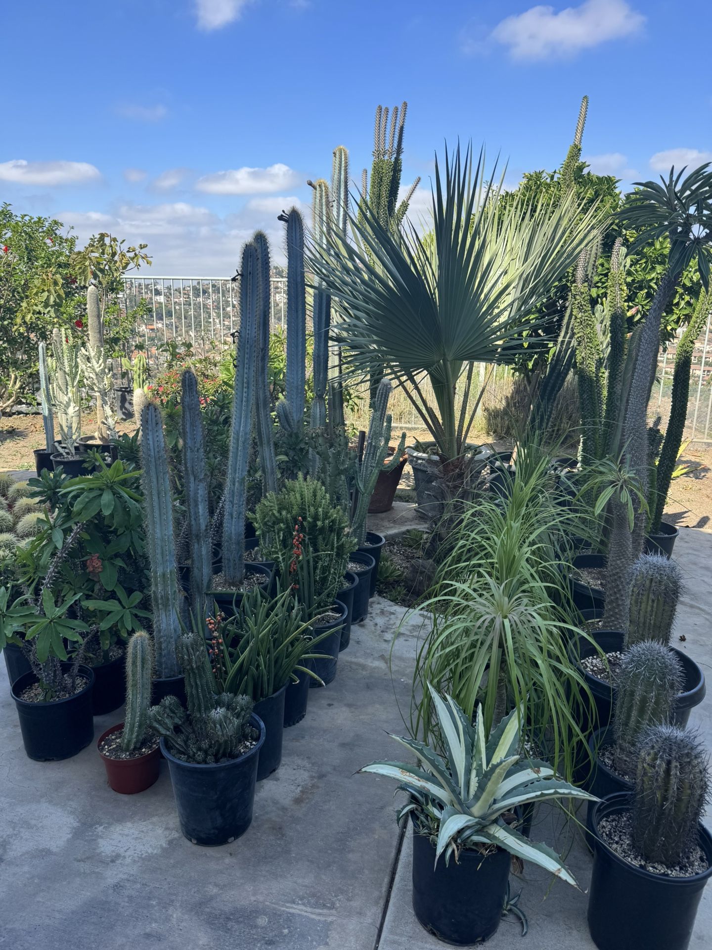 Wide Variety Of Cactus And Succulents Plants