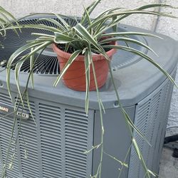 Spider Plant