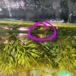 Juvenile Gold Dust Mollies 
