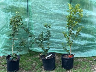 Grafter And fruiting Ready Keylime Trees 