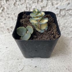 2 Inch Pot Succulent Plant - Sedum Siebold’s Variegated - Hylotelephium Sieboldii - Rooted & Established - Drought Resistant 🪴 Baby & Wedding  Shower