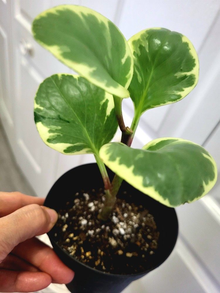 🌿Healthy Live Air Purifying Houseplant Variegated Peperomia 8"Tall In Pot 4" ~ Easy To Grow