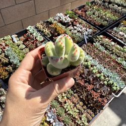 Beautiful 2” Succulents 