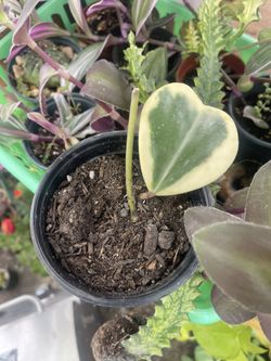 Hoya Kerri Variegated 