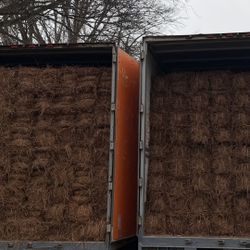 Long Leaf Pine Needles 