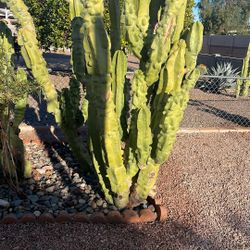 Totem Pole Cactus