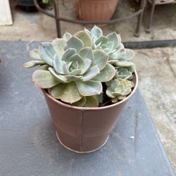 Plant