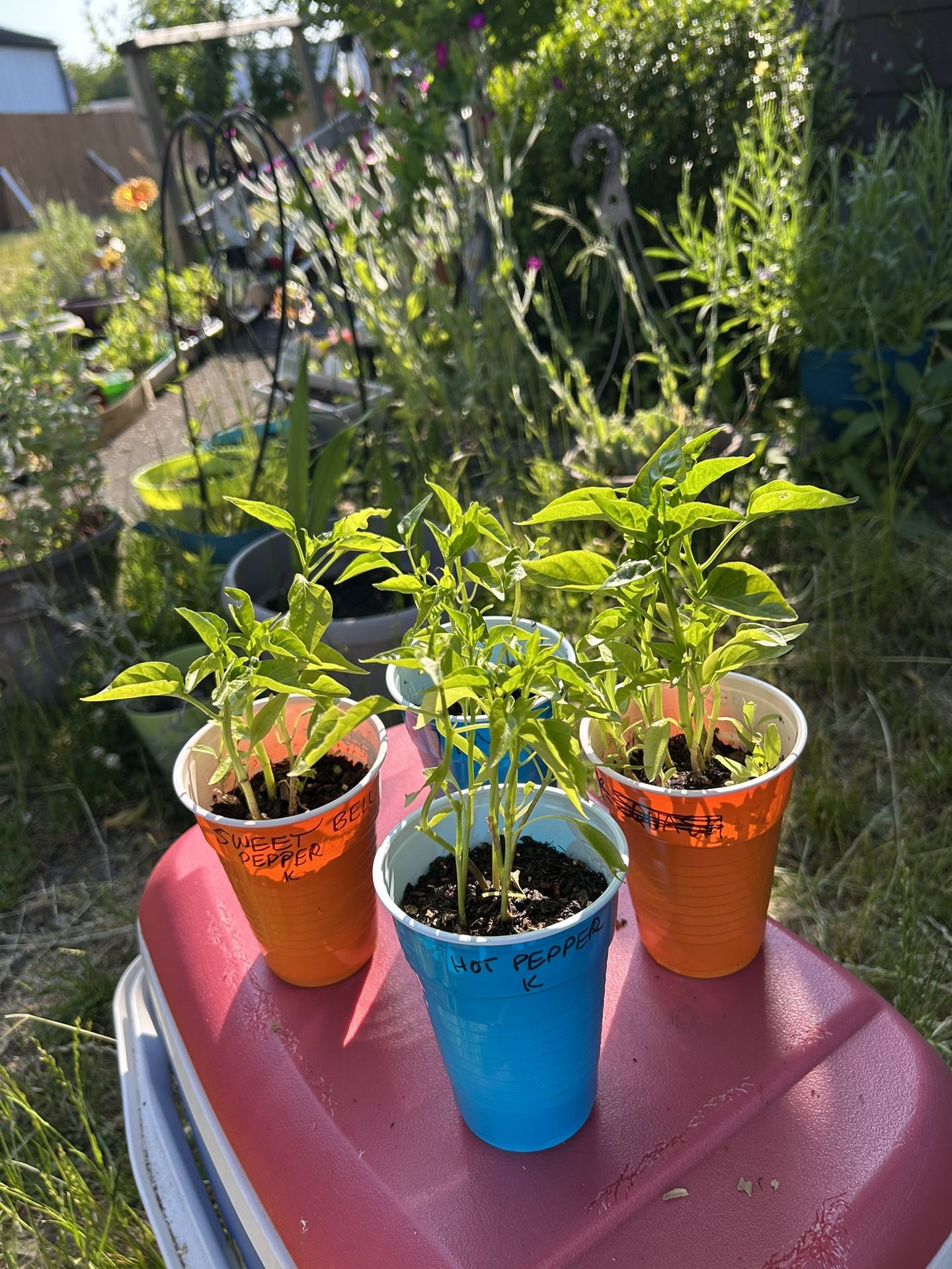 Pepper Plants