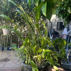 Queen of the Night Plant