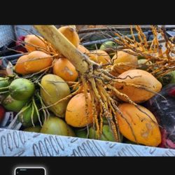 Fresh Coconut 50 Cents Per