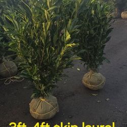 3ft-4ft Skip Laurel Bulk Sale.