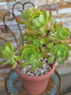 Plant