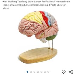 Brain Model 