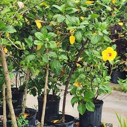 Tulipanes  De Diferentes Colores 3gallones Arbol 