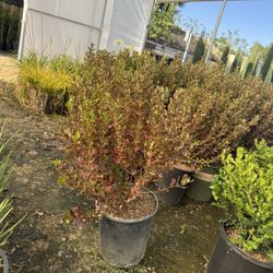 Coprasmas Bush 5 Gal