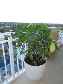 Clusia Hedge in White Planter - Moving Sale - Need Gone ASAP