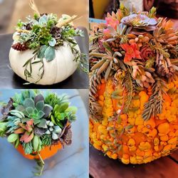 Custom Live Succulent Center Piece