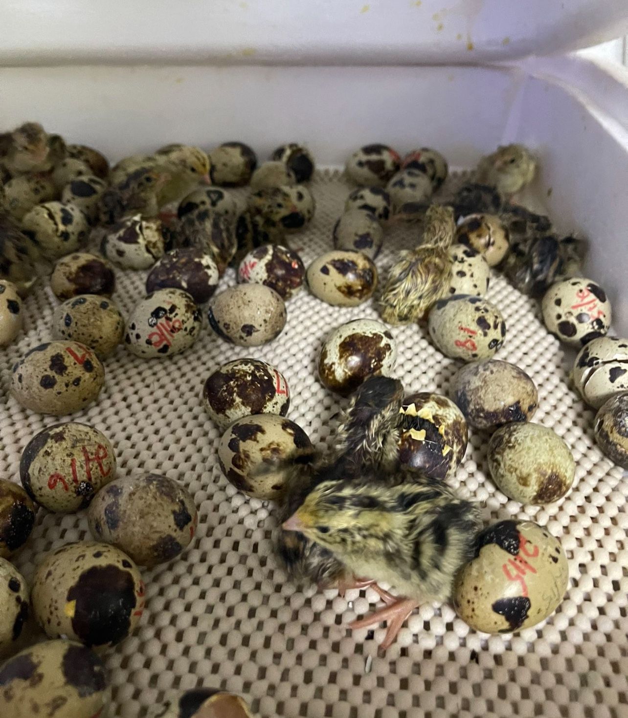 Jumbo Quail Hatching Eggs