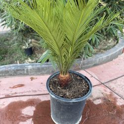 Beautiful sago palm for sale