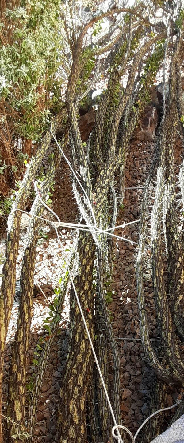 1214ft large Ocotillo plant for Sale in Tucson, AZ OfferUp