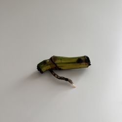 Monstera Aurea Node Cutting