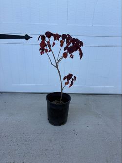 Caribbean Copper Tropical Plant 20” H