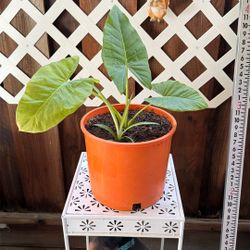 Elephant Ear Plant 🪴 With Spider Plant Together In Same Plant