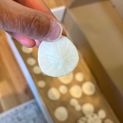 Free - Sand Dollars And Seashells 