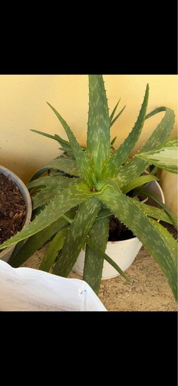Large Alloe vera plant
