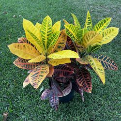 CROTONS PLANT  (Add Colors to Landscape and Garden 3 gallon Pot) 