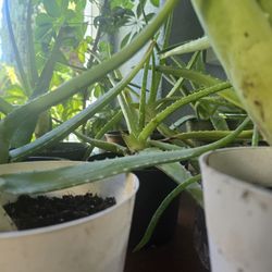 ALOE VERA Plants