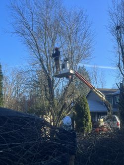 Tree Work For Sale