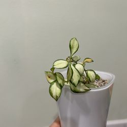 Hoya  variegated heuschkeliana