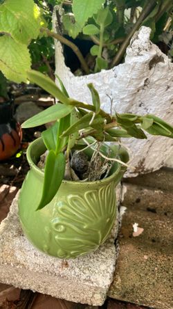 Plant